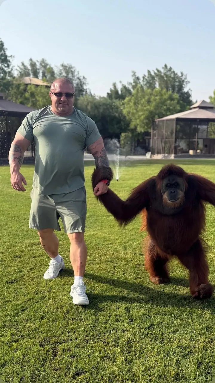 Un visiteur marche avec un orang-outan